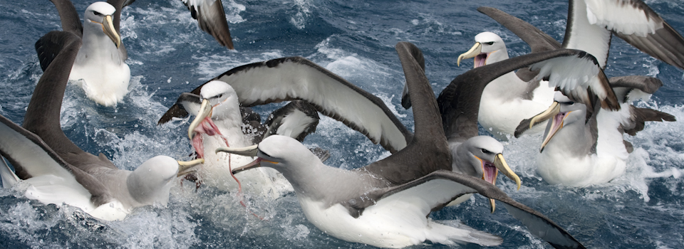 Albatross
