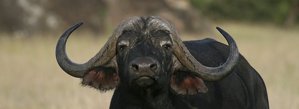 Buffalo