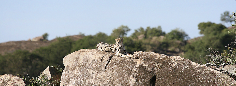 Cheetah