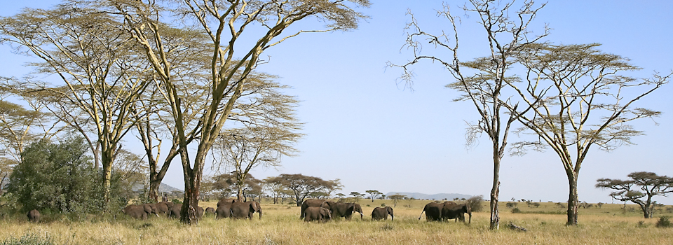 Elephants
